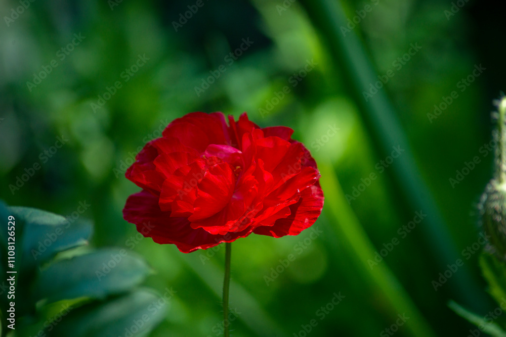Obraz premium red poppy flower