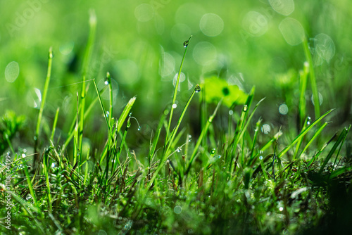 dew on grass