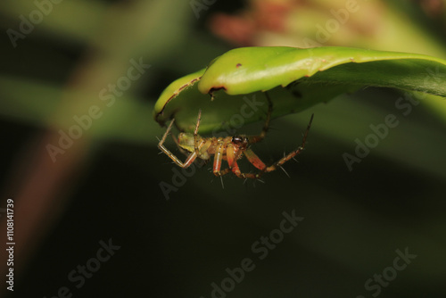 natural araniella cucurbitina spider macro photo