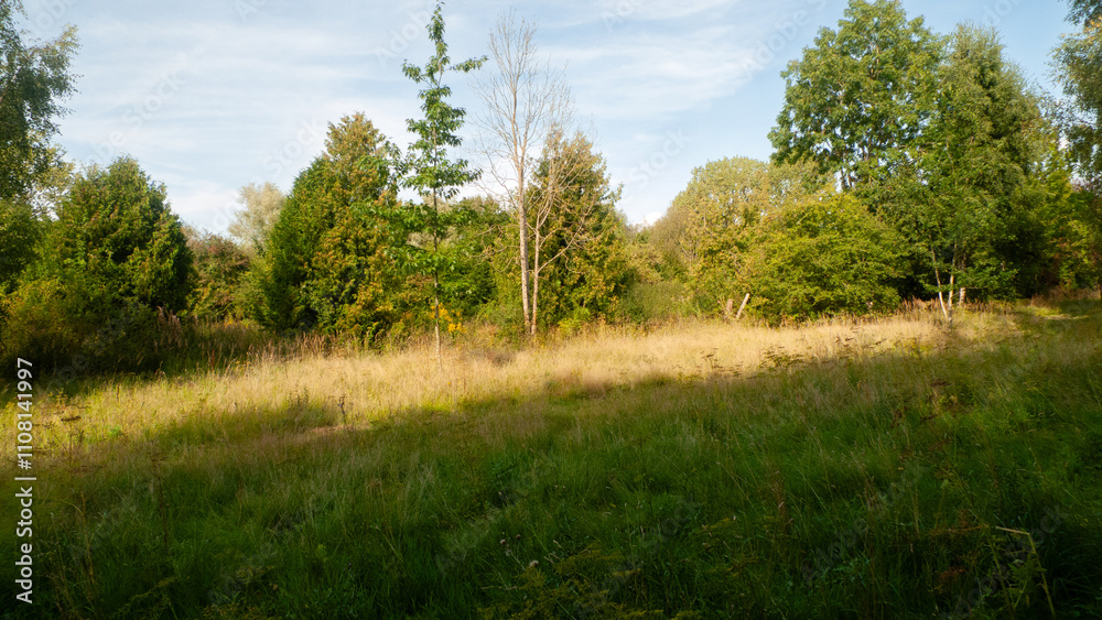 Obraz premium Wild-growing meadow and forest