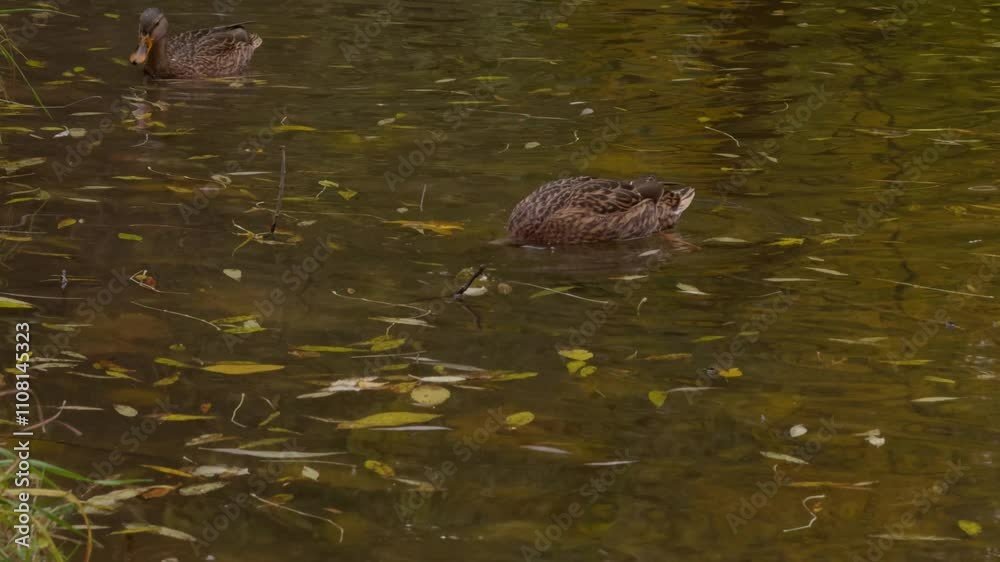 wild ducks swim on a pond with fallen autumn leaves on a cloudy day in slow motion wild ducks swim on a pond with fallen autumn leaves on a cloudy day in slow motion