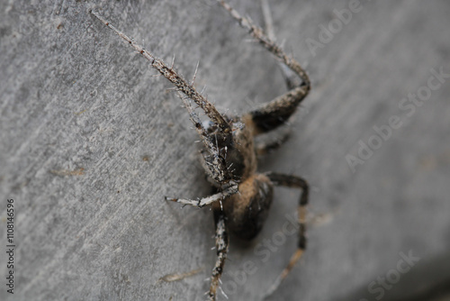 natural araneus ventricosus spider macro photo