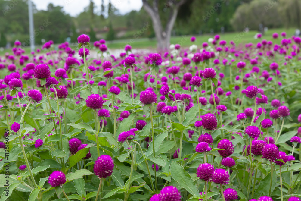 Obraz premium Gomphrena globosa also known as globe amaranth blooming in a serene park setting, A vibrant field of purple flowers showcasing nature's beauty and tranquility.