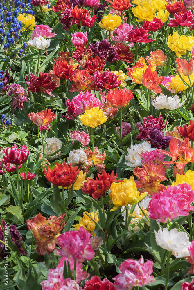 Exotic tulips in the Netherlands. Spring landscape Exotic tulips in the Netherlands. Spring landscape