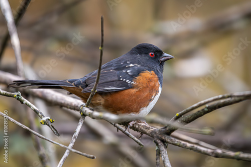 Spotted Towhee perched on a branch photo