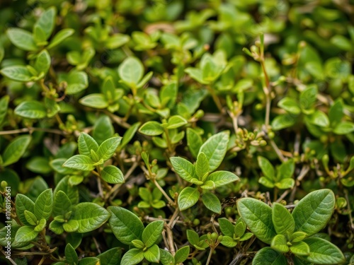Wallpaper Mural Abstract close-up shot of lush green foliage texture, perfect for background or design, summer, sustainable, texture Torontodigital.ca