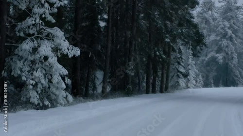 A serene forest road covered in thick snow, lined with tall pine trees dusted in white.