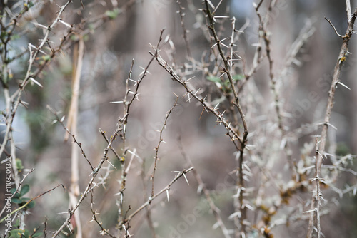 Branches with thorns