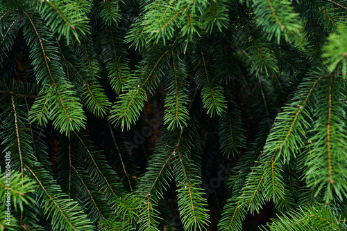 Green pine tree branches