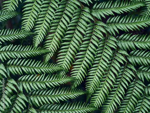 Fresh green fern fronds