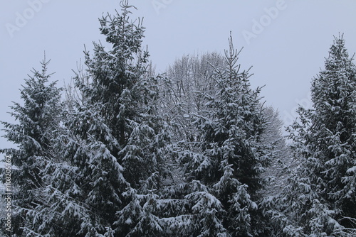 snow covered trees