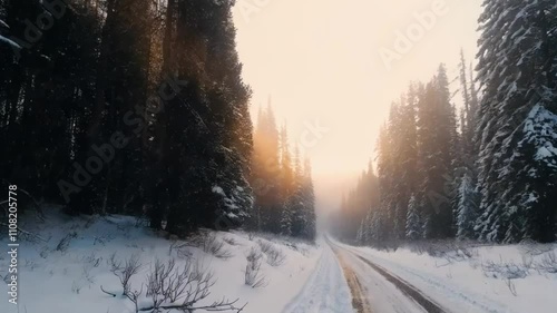 A picturesque snowy forest road framed by towering spruce trees.