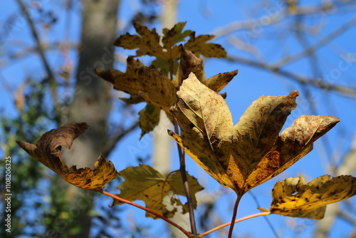 autumn leaves against sky