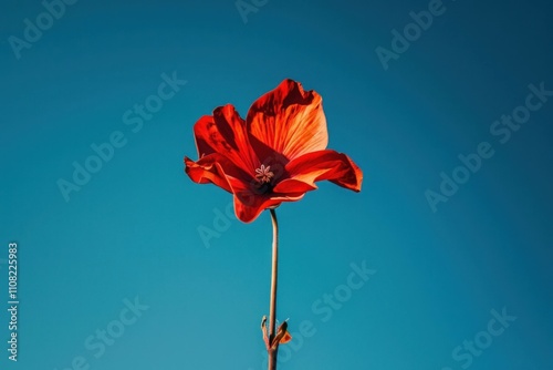 Bright red flower in clear blue sky, symbolizing beauty and nature, stands tall and vibrant against the serene backdrop. photo