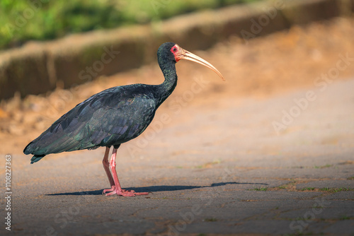 Obraz na płótnie Bare-faced Ibis bird (Phimosus infuscatus) w salonie