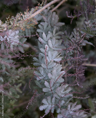 Exotic acacias. Closeup view of an Acacia baileyana Rubra. Selective focus on its beautiful gray color leaves texture and pattern