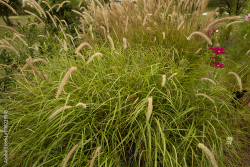 Ornamental grasses. Closeup view of Pennisetum orientale, also known as Fountain Grass, green leaves foliage and flowers blooming in autumn in the garden photo