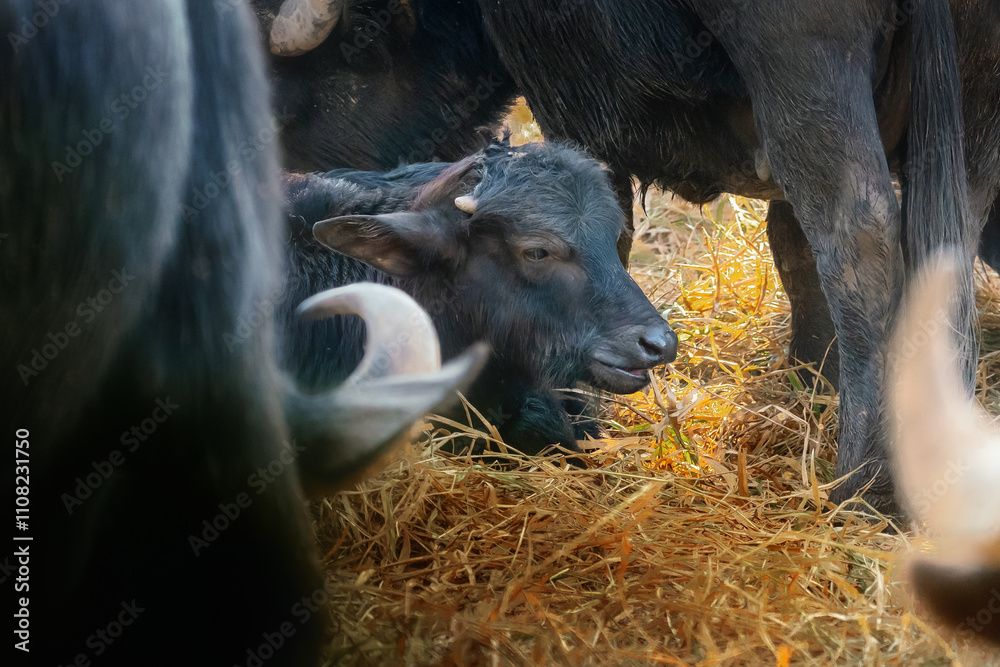 Mediterranean Water Buffalo Calf (Bubalus bubalis)