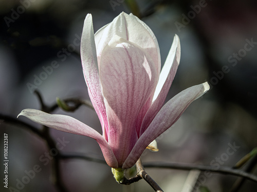 Magnolia tree in bloom in early spring photo