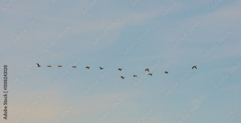 Obraz premium Birds flying in a colorful sky at sunrise in autumn, Almere, Flevoland, The Netherlands, November 29, 2024