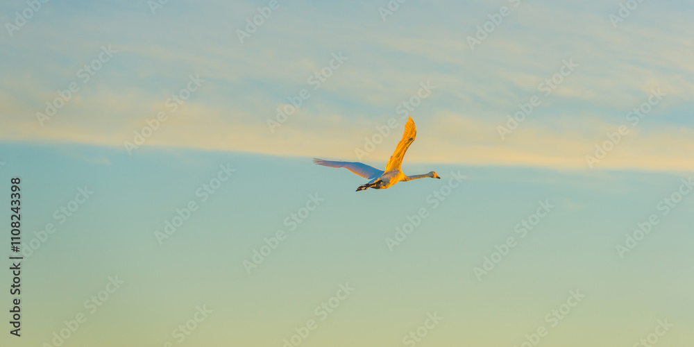 Naklejka premium Swan flying in bright yellow sunlight at sunrise in autumn, Almere, Flevoland, The Netherlands, November 29, 2024