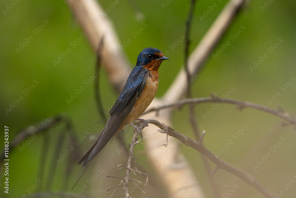Golondrina Tijereta, Hirundo Rustica, swallow, woodswallow Golondrina Tijereta, Hirundo Rustica, swallow, woodswallow