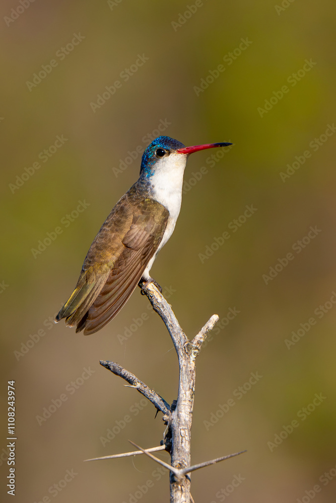 Fototapeta premium Colibrí Corona Violeta, Violet-crowned Hummingbird