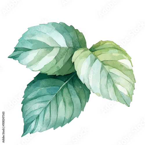 close-up big peppermint leaves in a watercolor style isolated on a white background, watercolor peppermint, and splash color painting