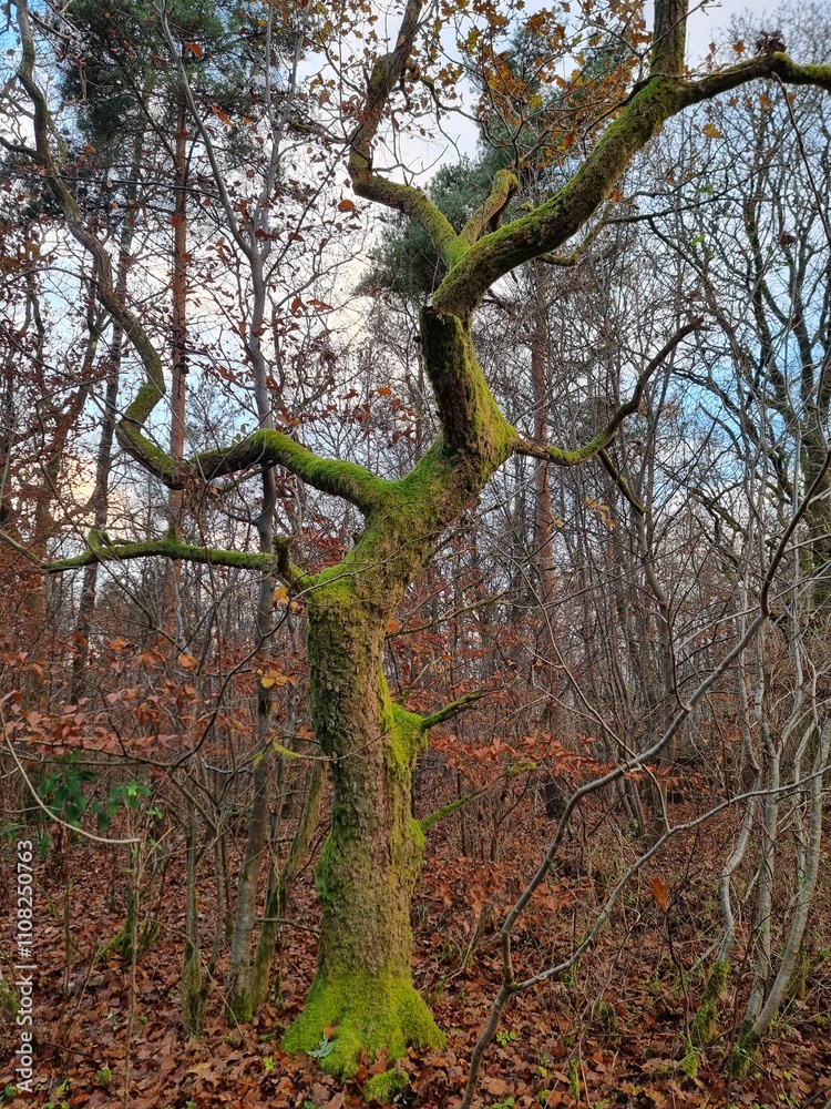 Obraz premium tree in autumn holstebro 