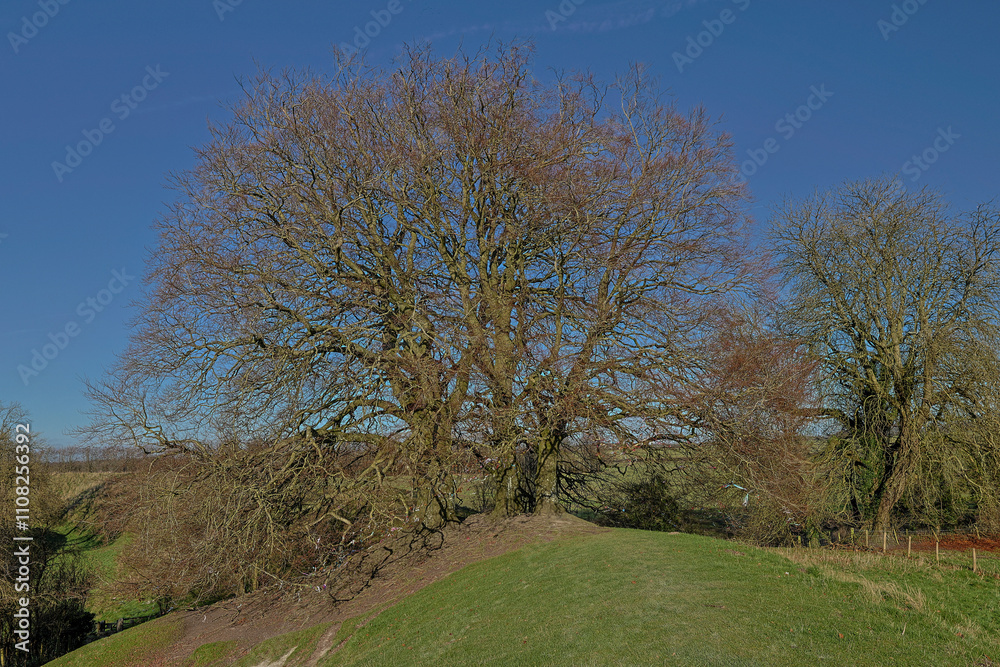 Obraz premium trees in the field