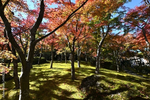 Japan sightseeing trip. Autumn leaf viewing. A seasonal feature of autumn in Japan. photo