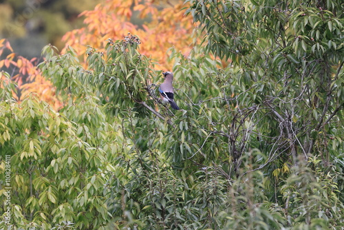 Eurasian Jay collecting acorns for winter food  