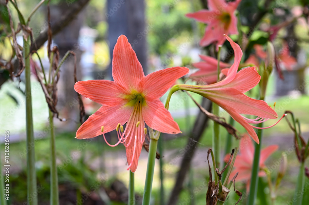 Fototapeta premium Lily flower on green background, Bali, Indonesia