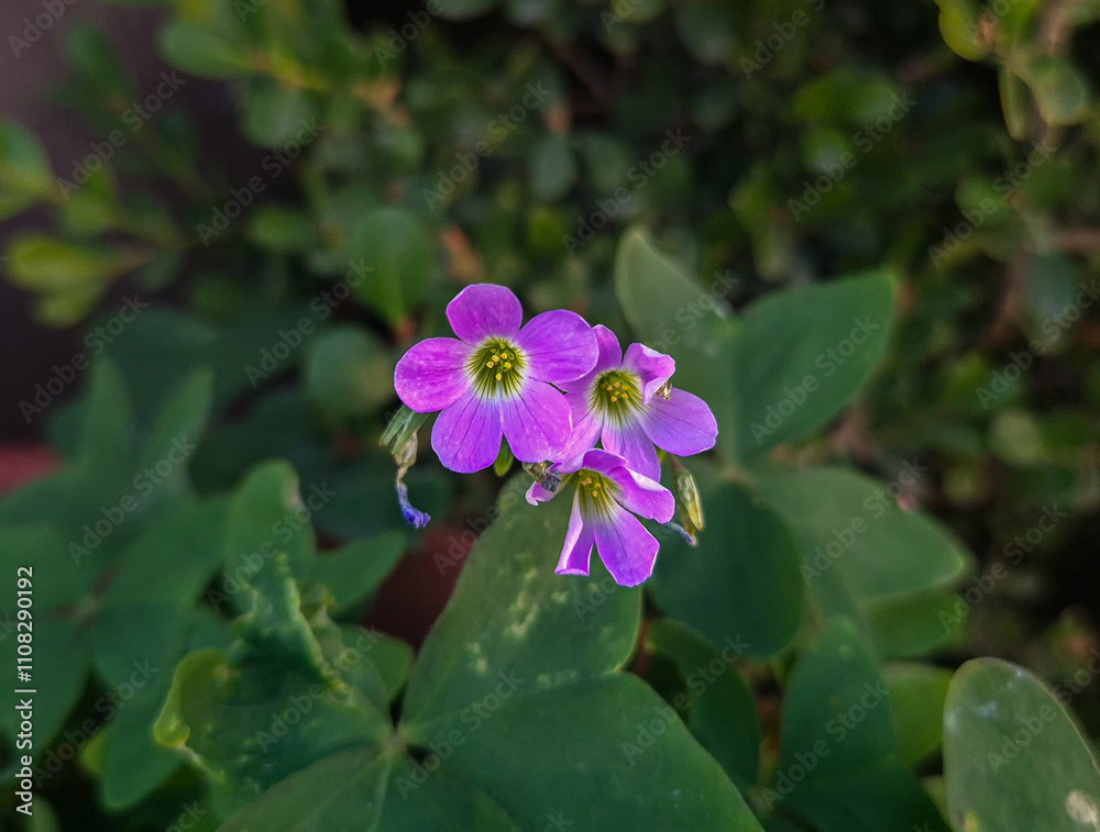 Obraz premium Flores rosadas 