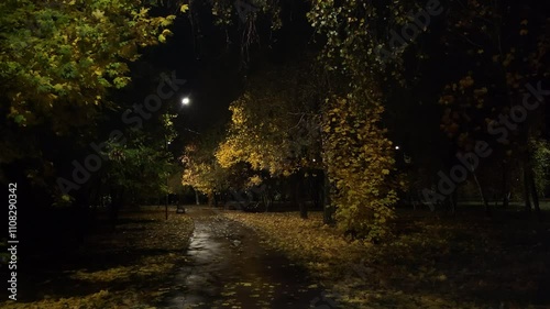 trees at night
