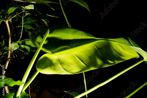 Folha de planta nativa da Mata Atlântica Brasileira.  