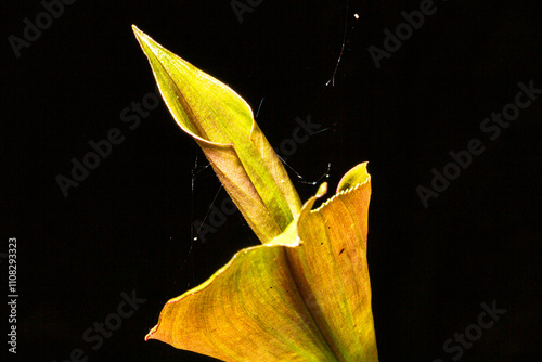 Planta típica da Mata Atlântica Brasileira com folha em forma de tubo e pontuda.  photo