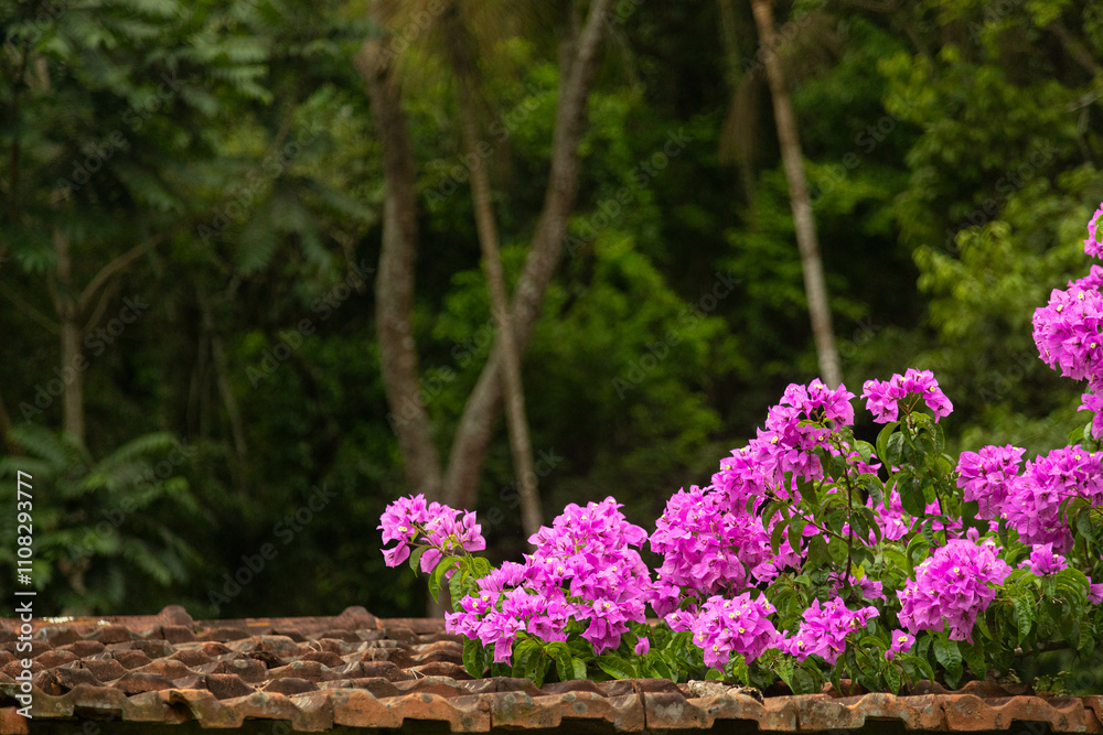 Obraz premium Ipê rosa florido, telhado de telha de barro e a Mata Atlântica Brasileira ao fundo.