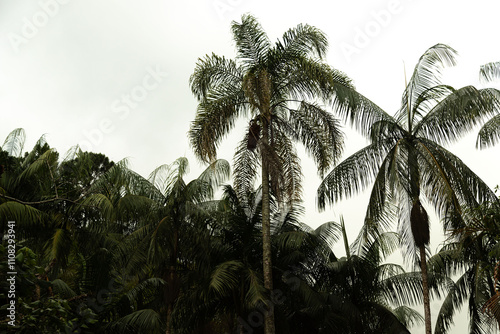 Palmeiras do folhas verde e céu cinza ao fundo.  photo