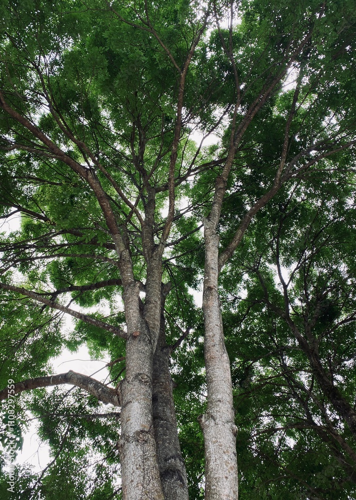 Obraz premium trees in the forest