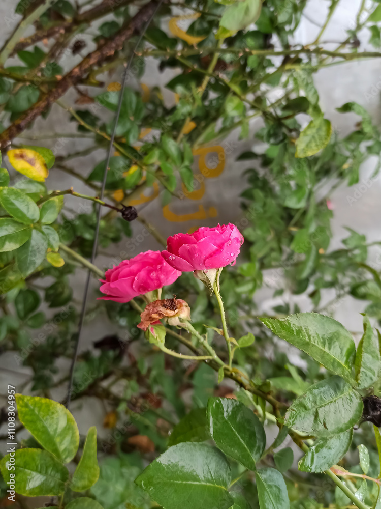 pink rose in the garden pink rose in the garden