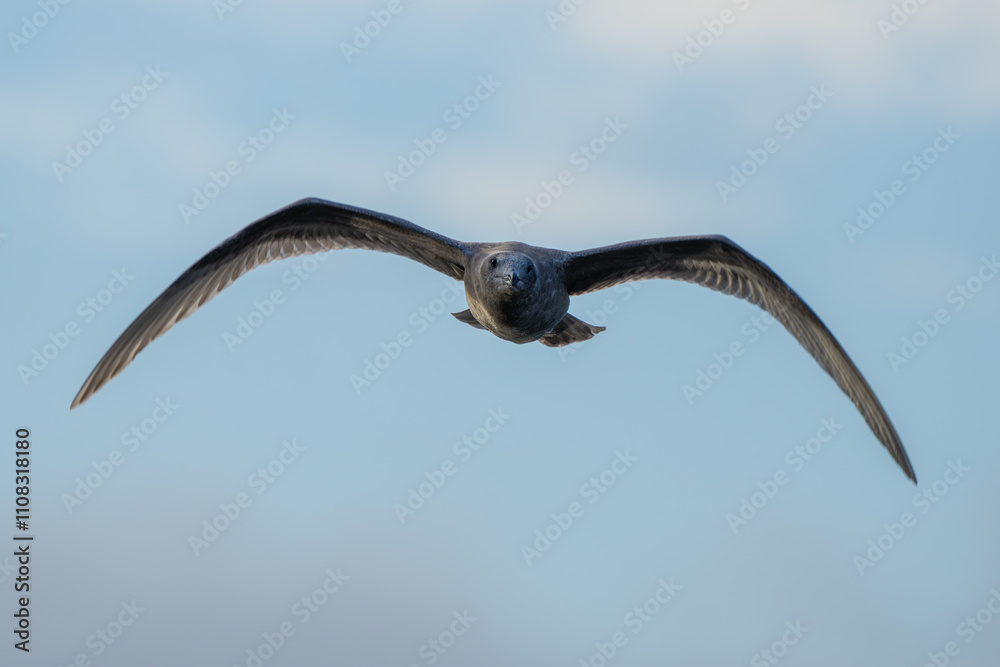 Fototapeta premium Immature Glaucous Winged Gull in Graceful Flight