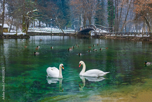 Swans surrounded with duck swim in the lake on winter time.