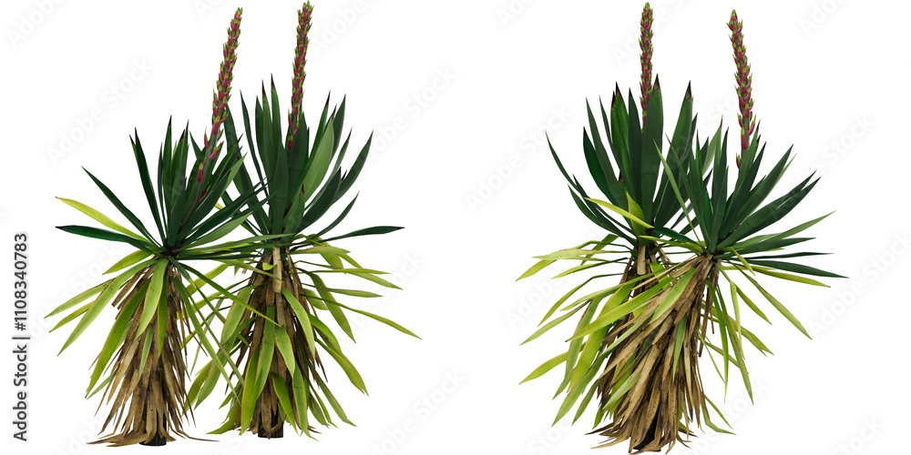 Fototapeta premium pine needles isolated on white empty background for make mockup