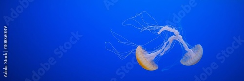 A mesmerizing jellyfish floating in clear blue waters, with a light purple jellyfish at the center, against a light blue background, ocean, water, blue background