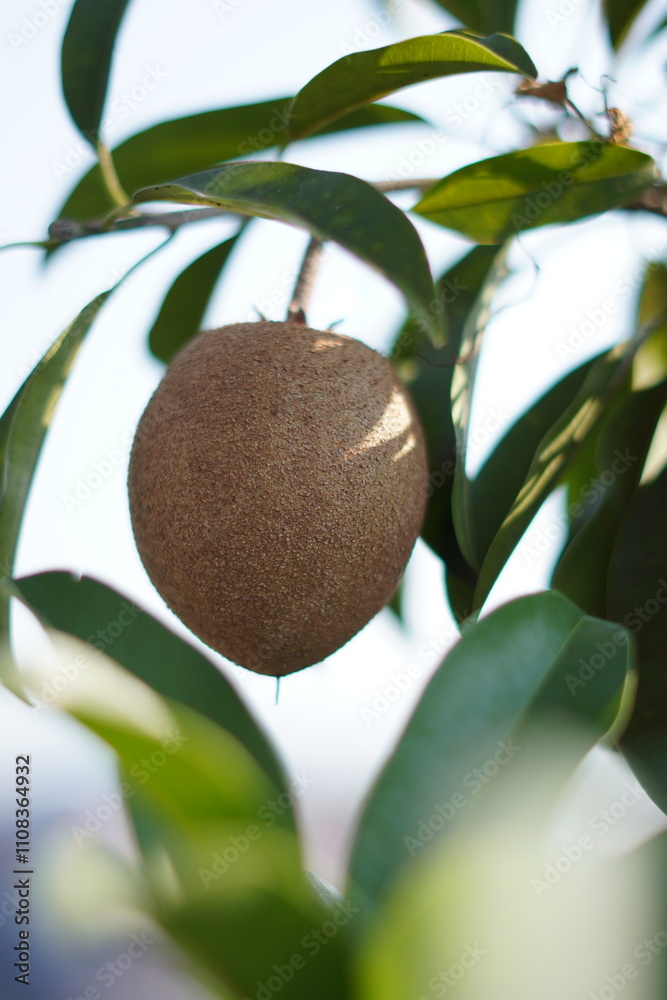 A sapodilla fruit still hanging on a tree with leaves as the background A sapodilla fruit still hanging on a tree with leaves as the background