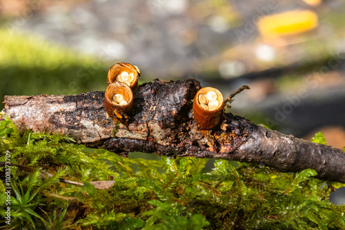 basket of mushrooms