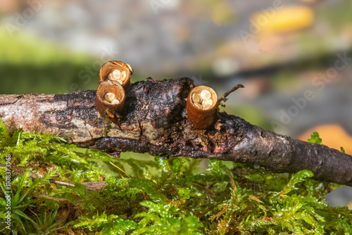 basket of mushrooms