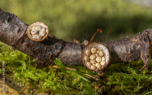 basket of mushrooms