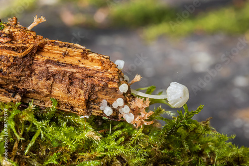 small mushrooms